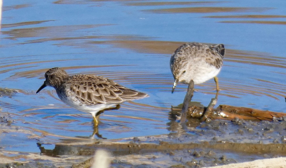 Least Sandpiper - ML122593381