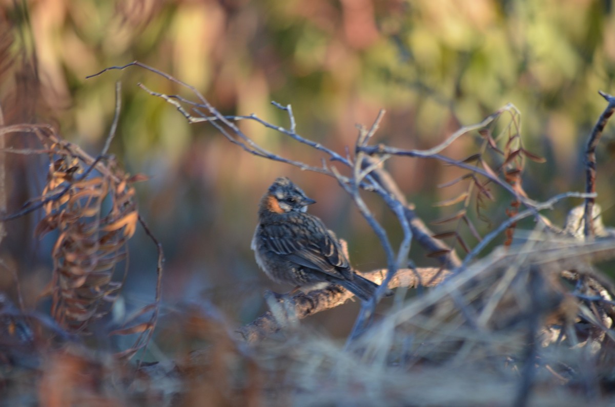 Rufous-collared Sparrow - ML122597411