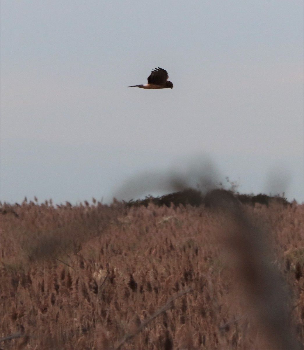 Northern Harrier - ML122598761