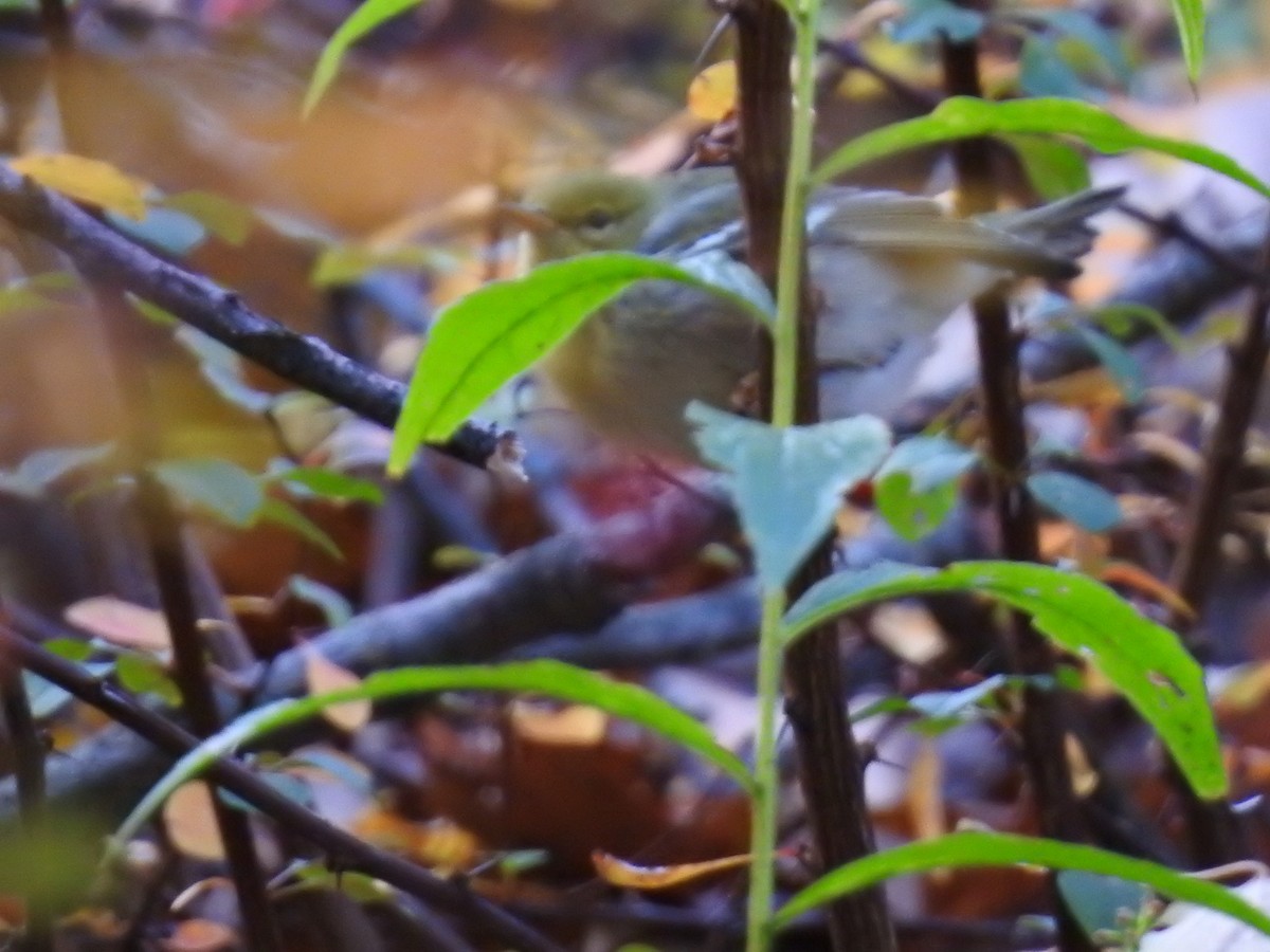 Blackpoll Warbler - ML122599651