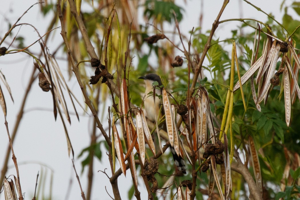 Dark-billed Cuckoo - ML122603691