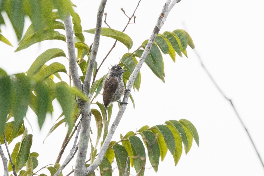 White-wedged Piculet - Silvia Faustino Linhares