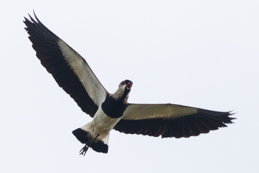 Southern Lapwing - ML122603871