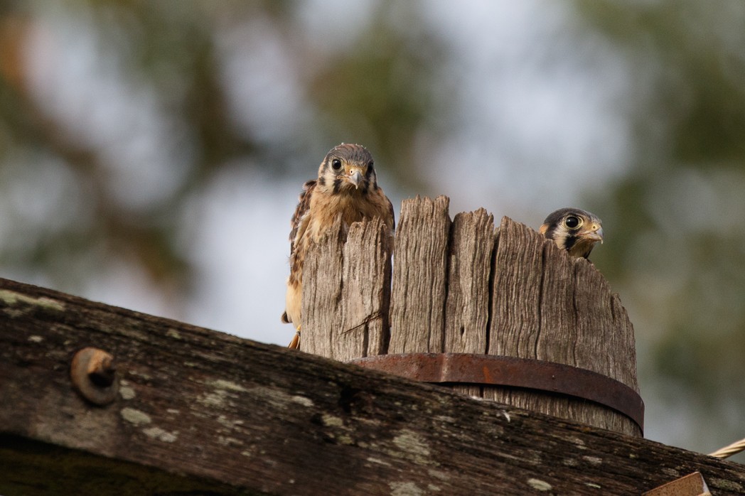 American Kestrel - ML122603981