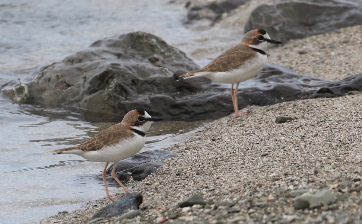 Collared Plover - Laurens Halsey