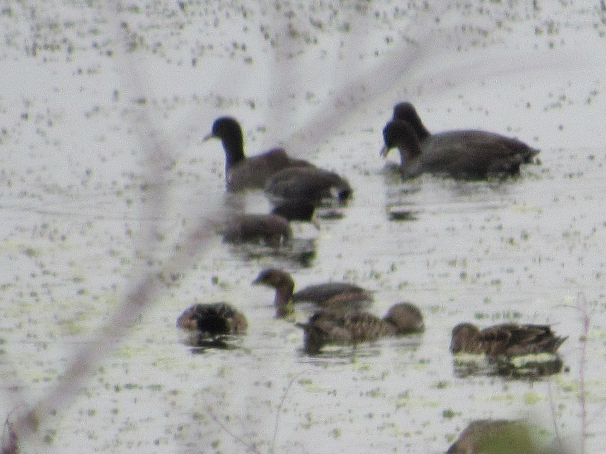 American Coot - ML122605211