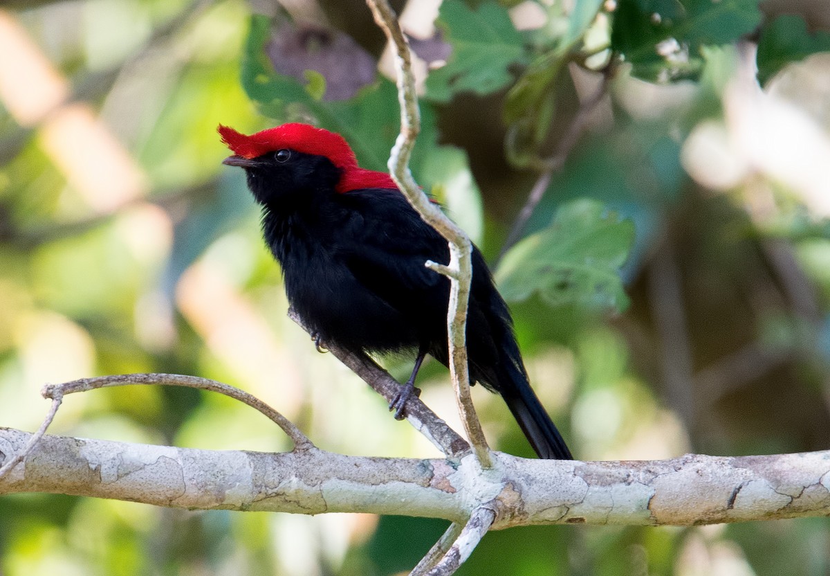 Helmeted Manakin - ML122606131