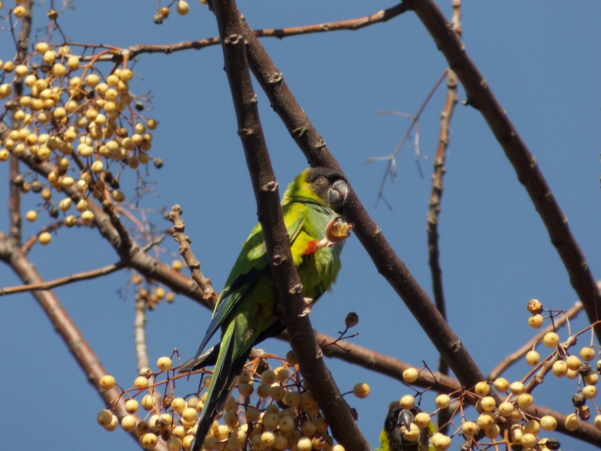 Nanday Parakeet - ML122606751