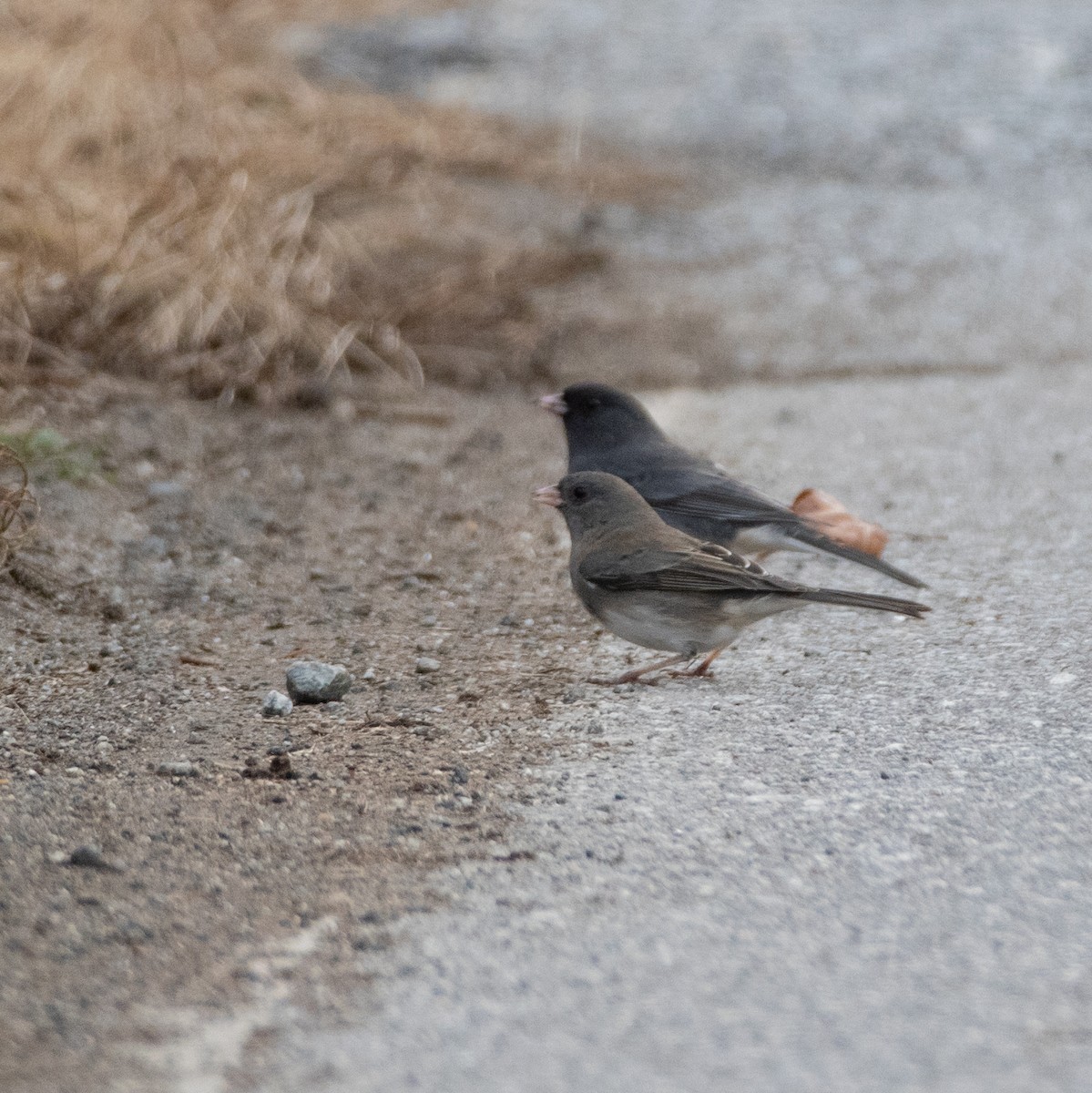 Dark-eyed Junco (Slate-colored) - ML122607491