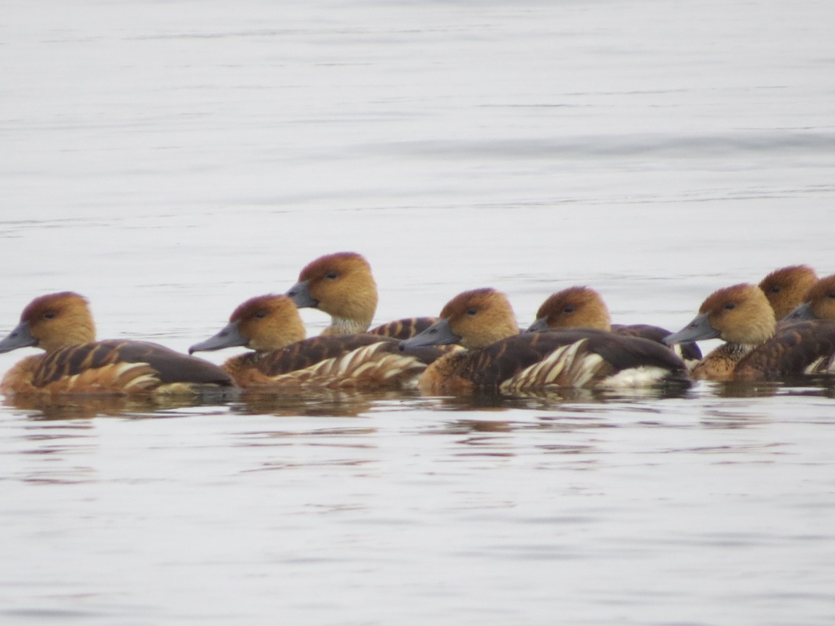 Fulvous Whistling-Duck - ML122608421