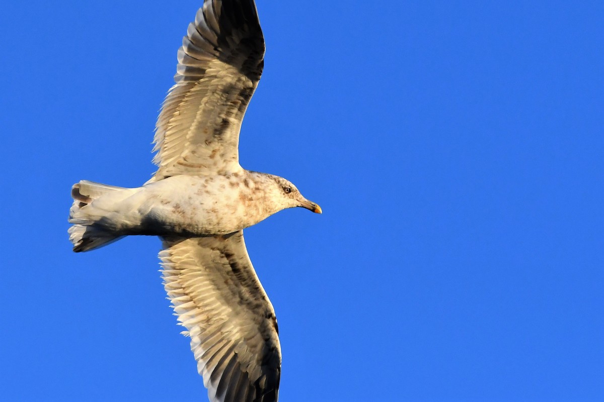 Gaviota de Kamchatka - ML122608721