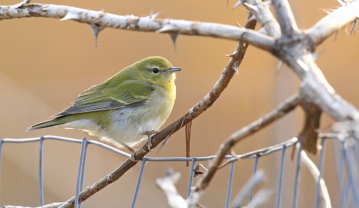 Tennessee Warbler - ML122608961