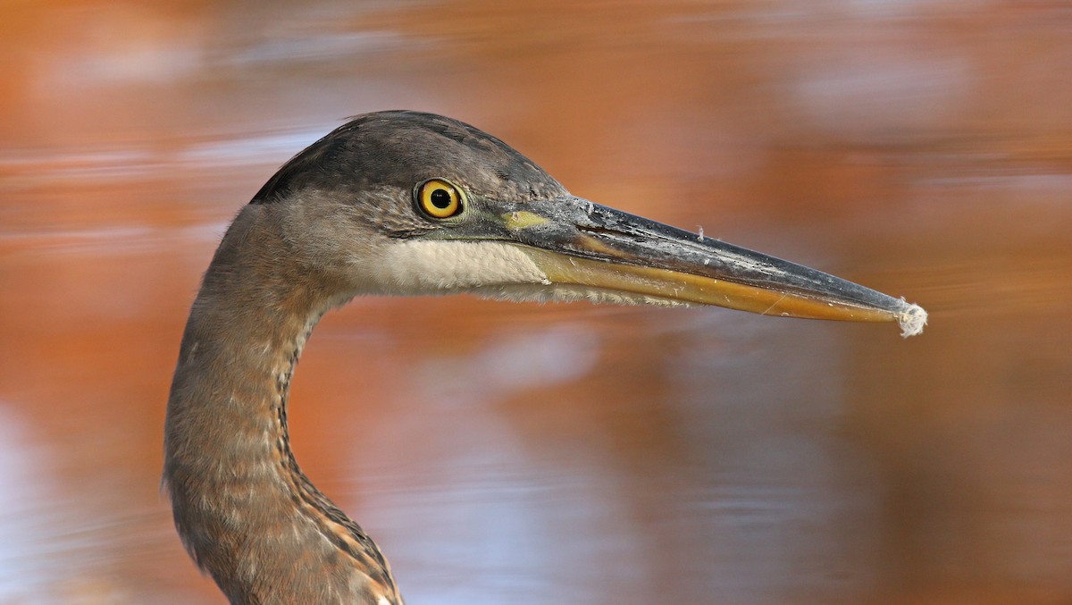 Great Blue Heron (Great Blue) - ML122610421