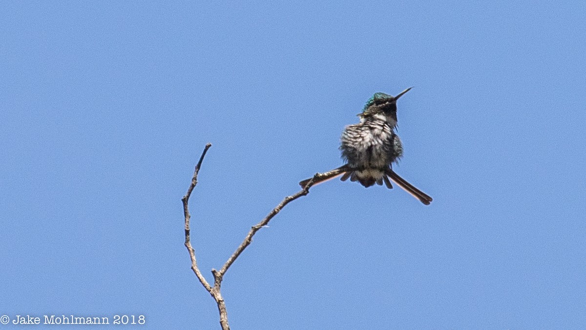 Colibrí de Burmeister - ML122611101