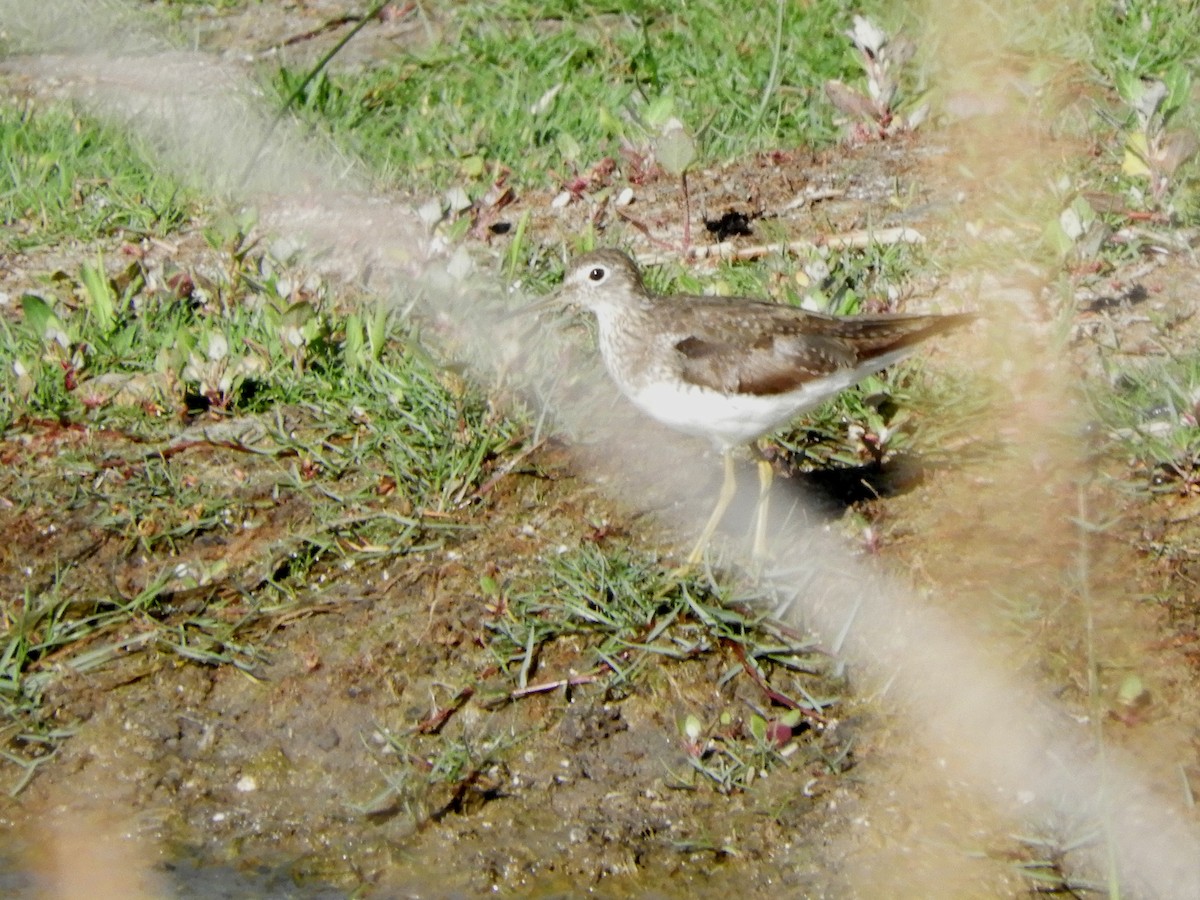 Solitary Sandpiper - ML122611381