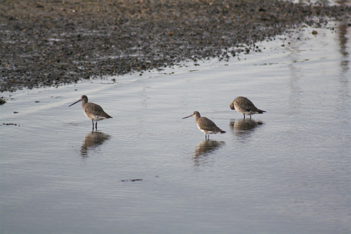 Hudsonian Godwit - ML122611521