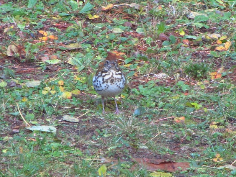 Wood Thrush - ML122612551