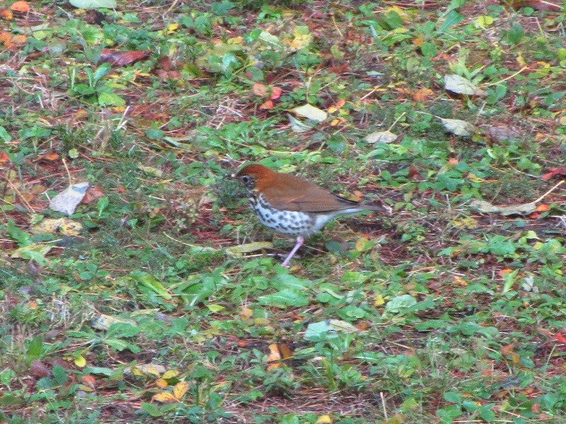 Wood Thrush - Barbara Taylor