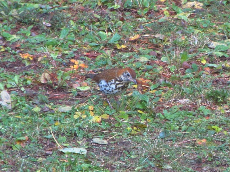 Wood Thrush - ML122612571