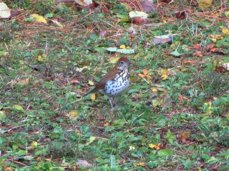 Wood Thrush - ML122612581