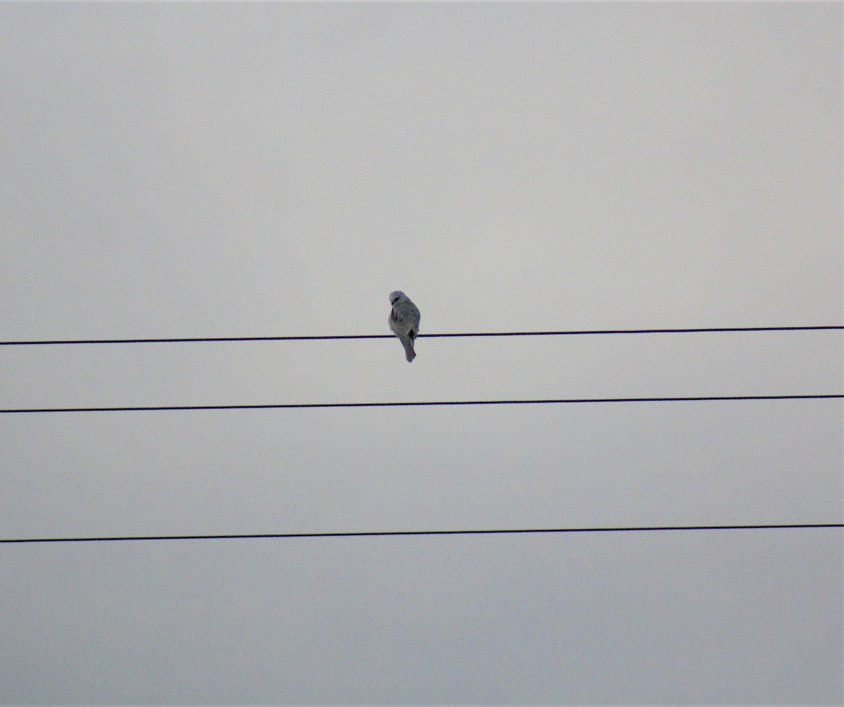 White-tailed Kite - ML122612801