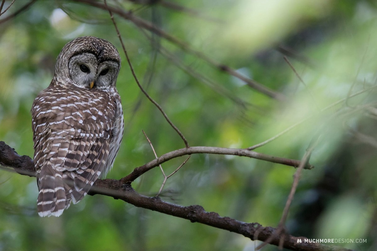 Barred Owl - James Muchmore