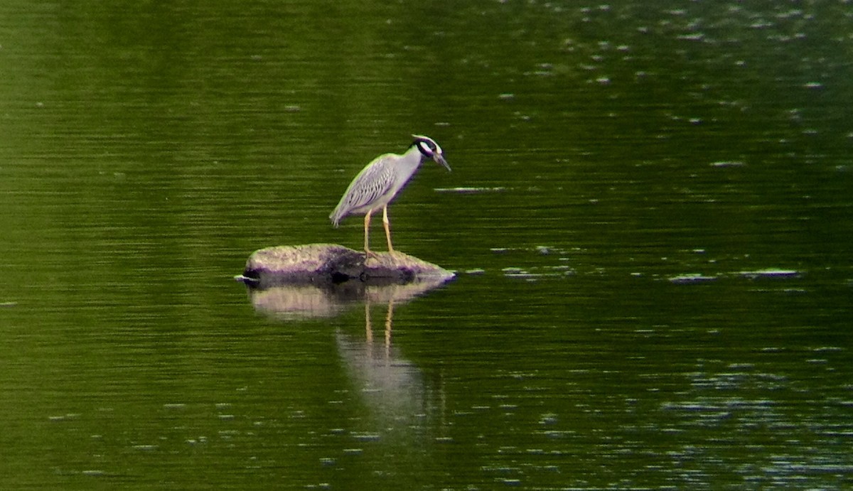 Yellow-crowned Night Heron - ML122615971