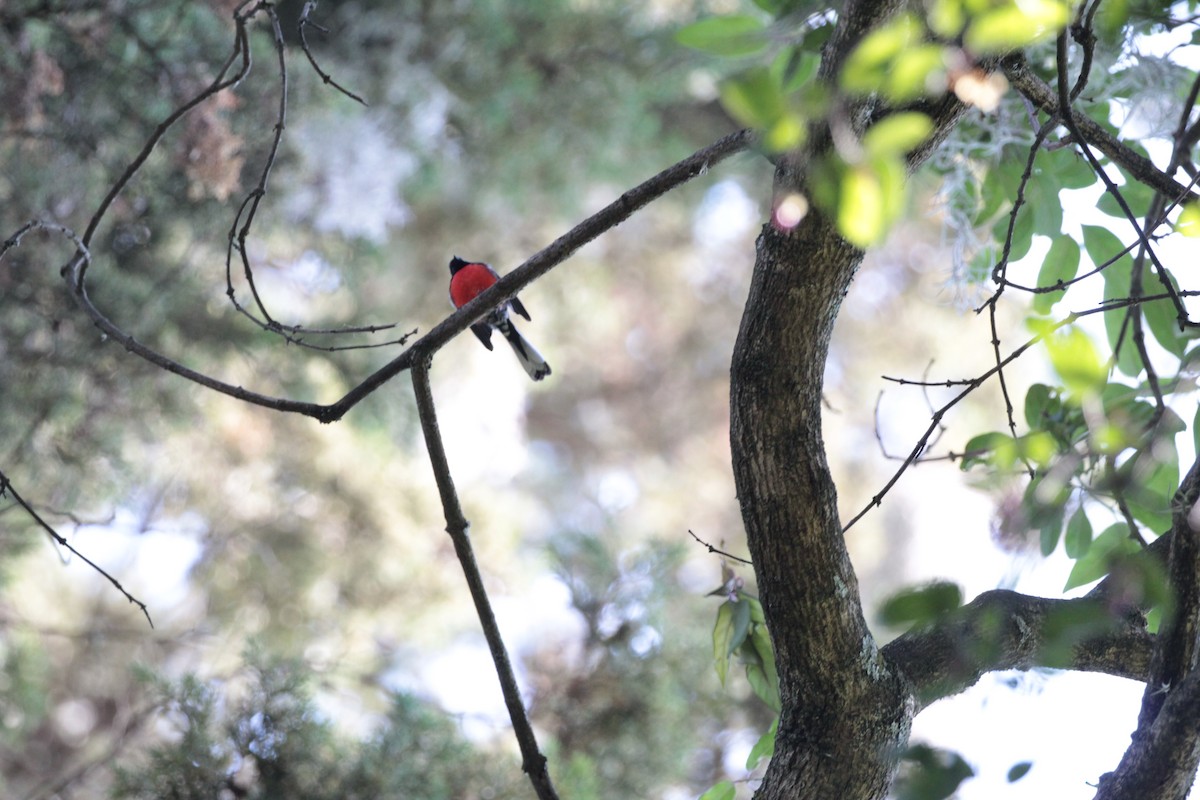 Slate-throated Redstart - ML122618221