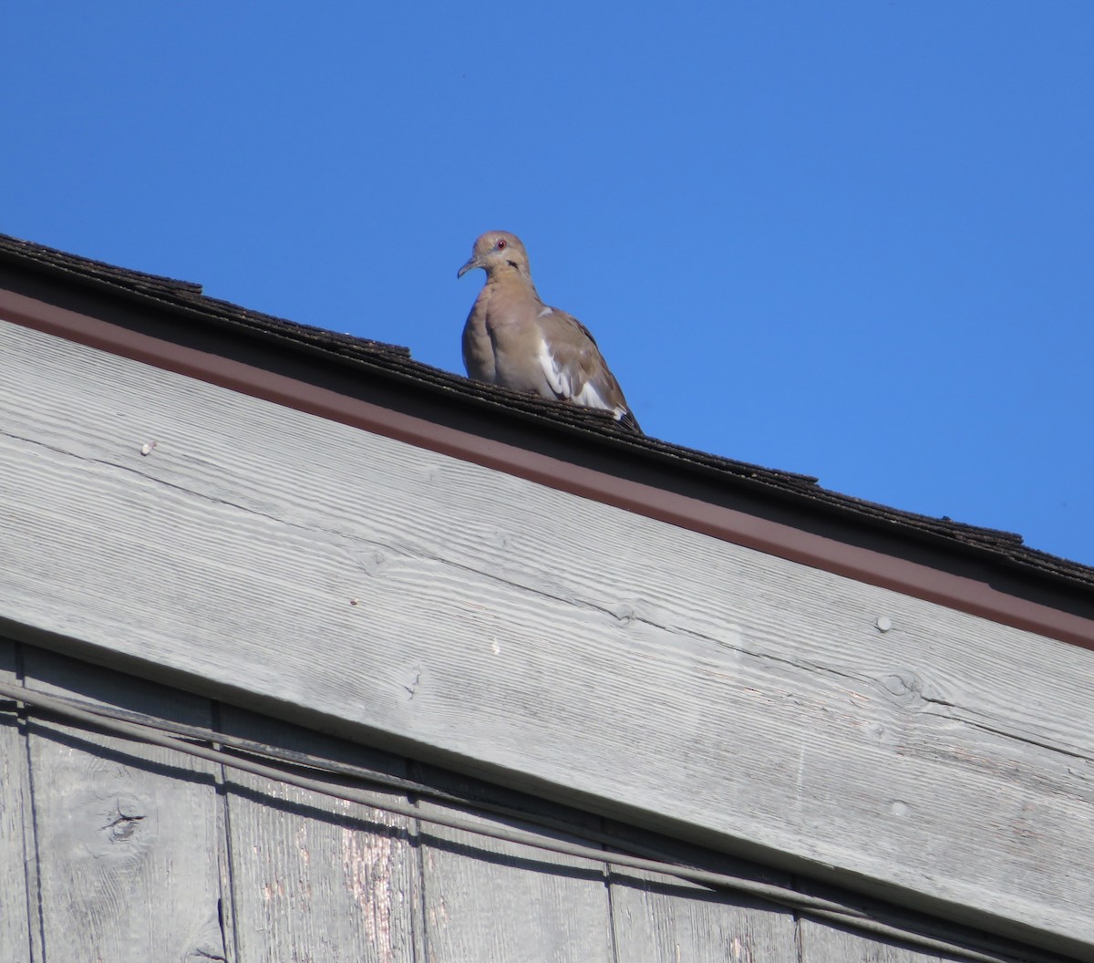 White-winged Dove - ML122619851