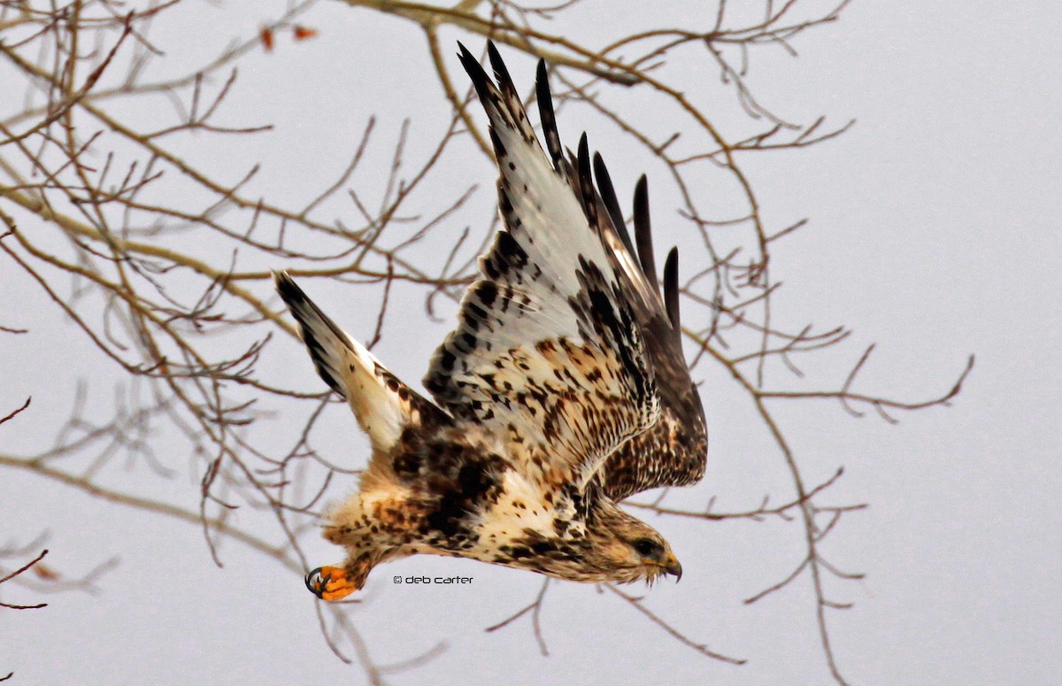 Rough-legged Hawk - ML122620971