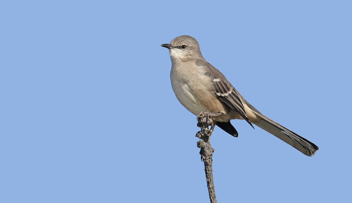 Northern Mockingbird - ML122629261