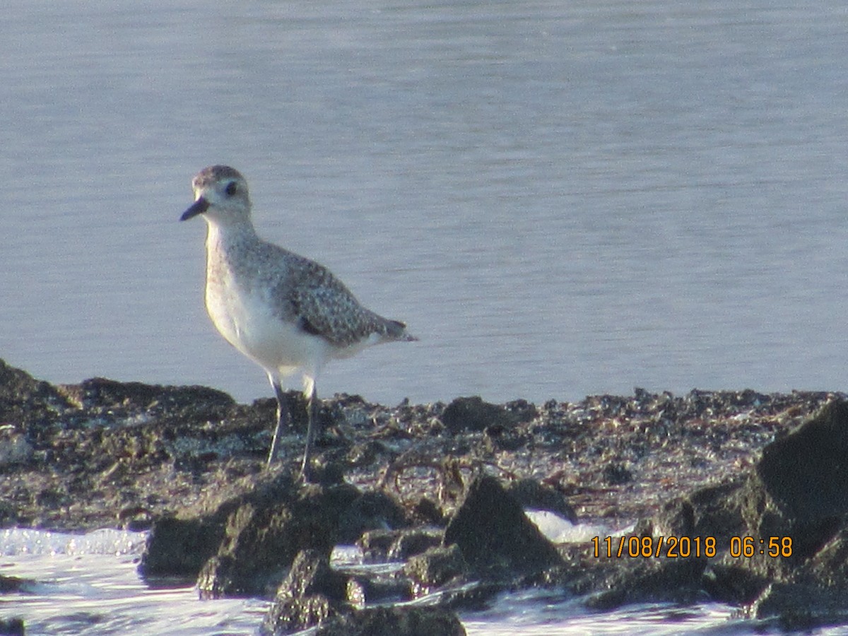 Black-bellied Plover - ML122630191