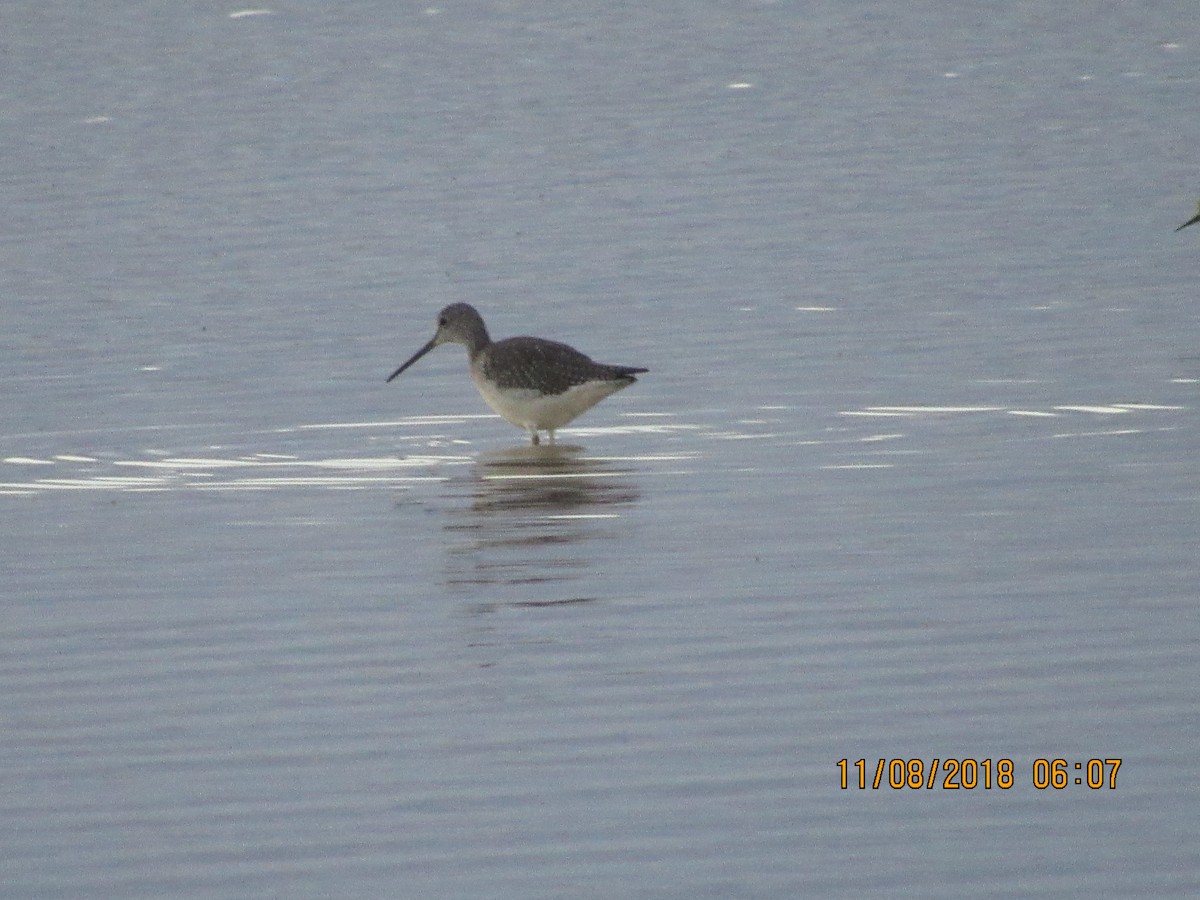 Greater Yellowlegs - ML122631941