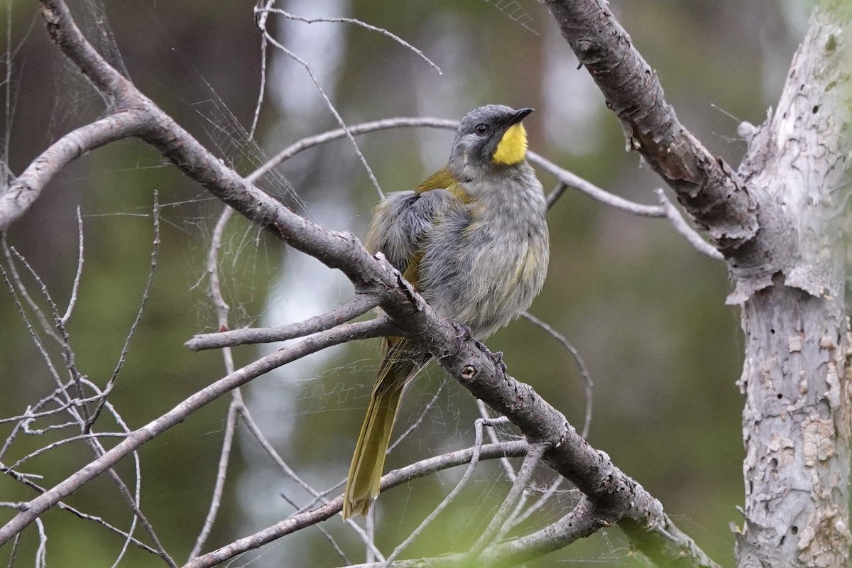 Yellow-throated Honeyeater - Kathryn Young