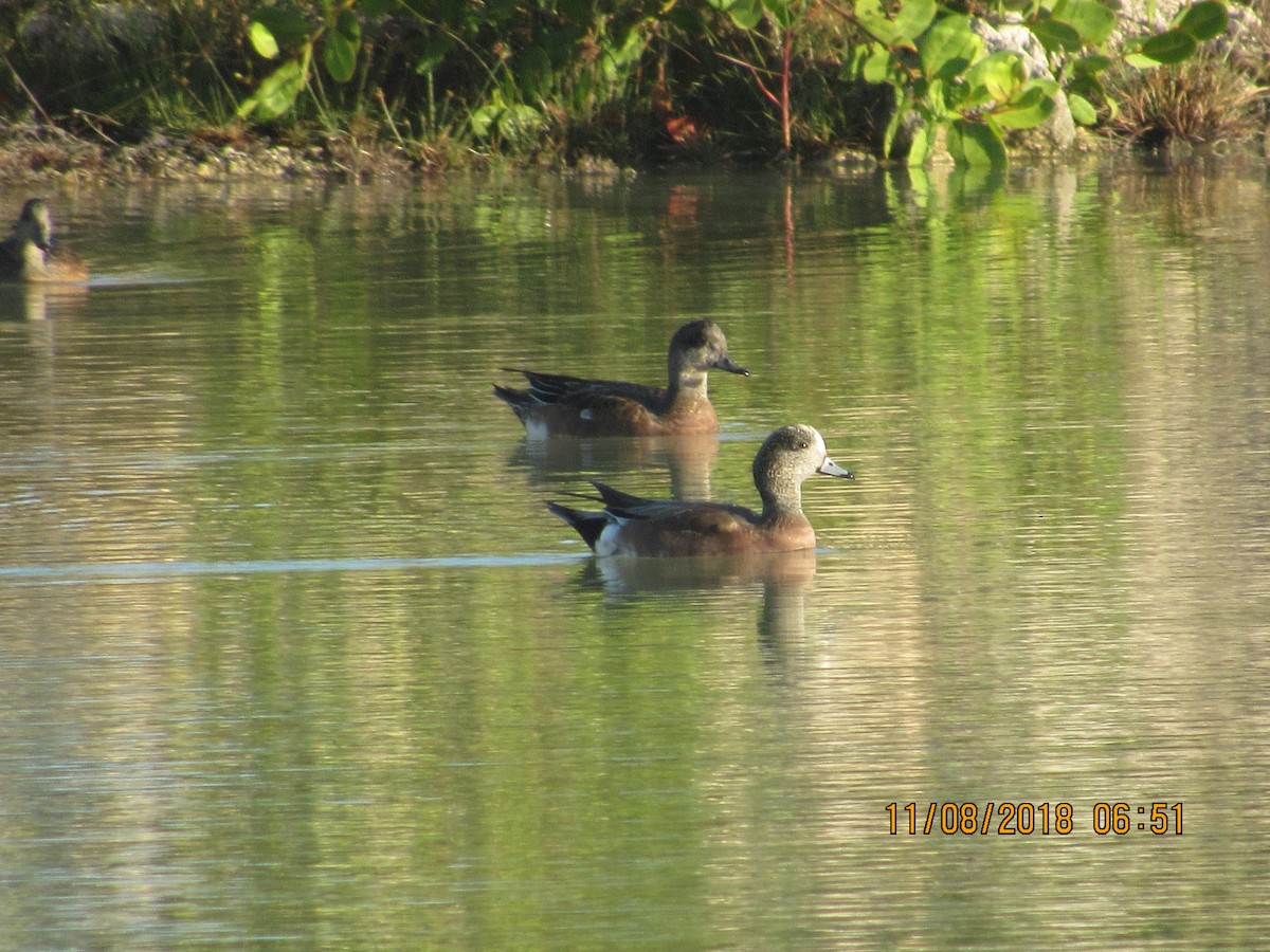 American Wigeon - Vivian F. Moultrie