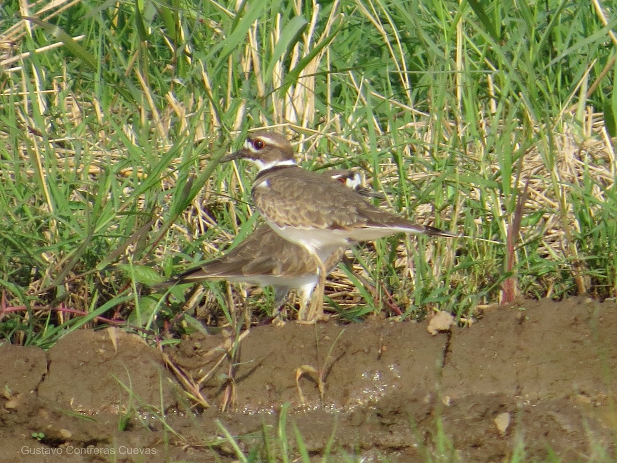 Killdeer - Gustavo Contreras Cuevas