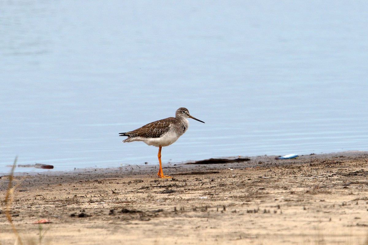 Greater Yellowlegs - ML122634221