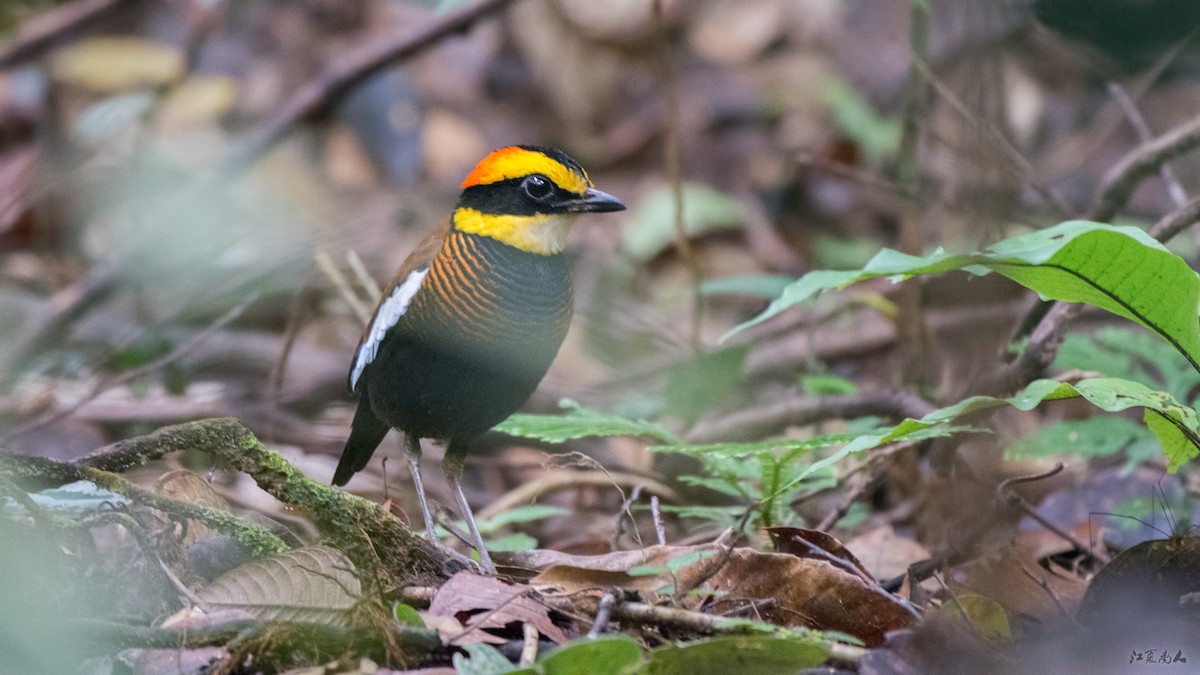 Malayan Banded-Pitta - ML122636611