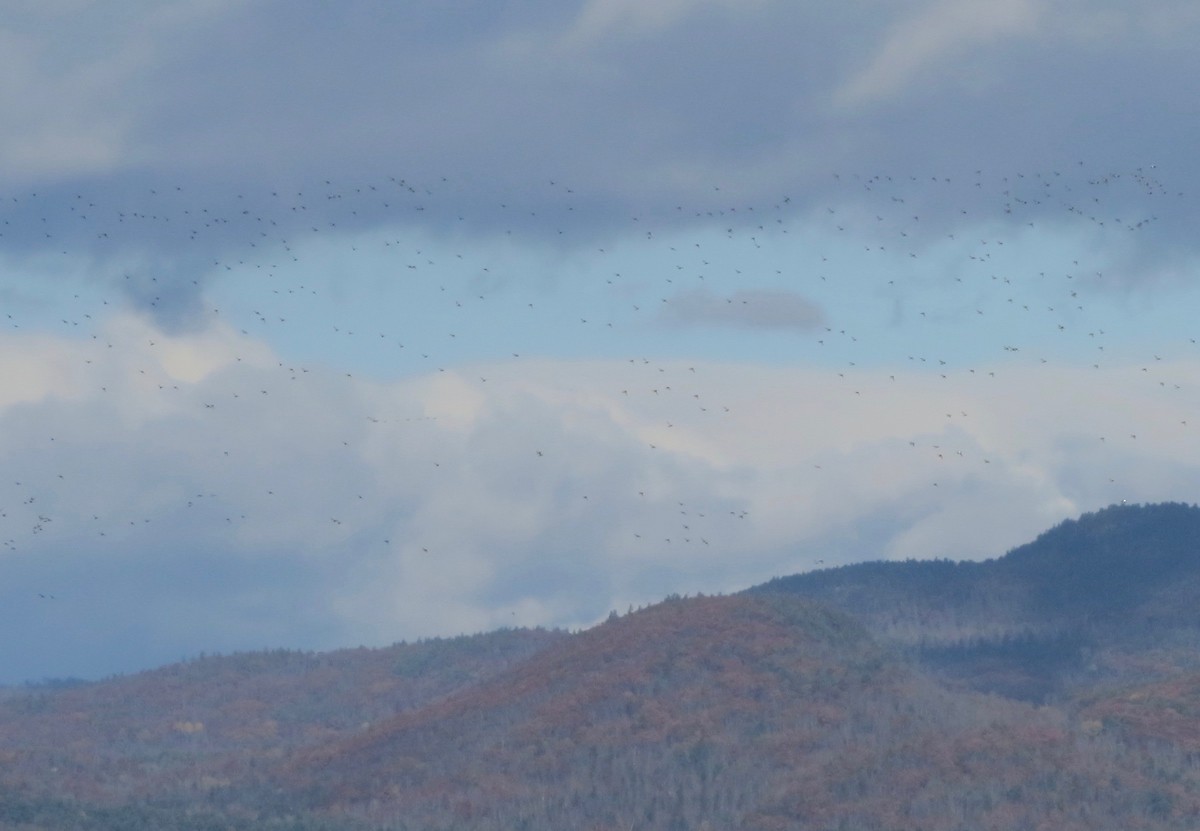 Greater/Lesser Scaup - ML122636621