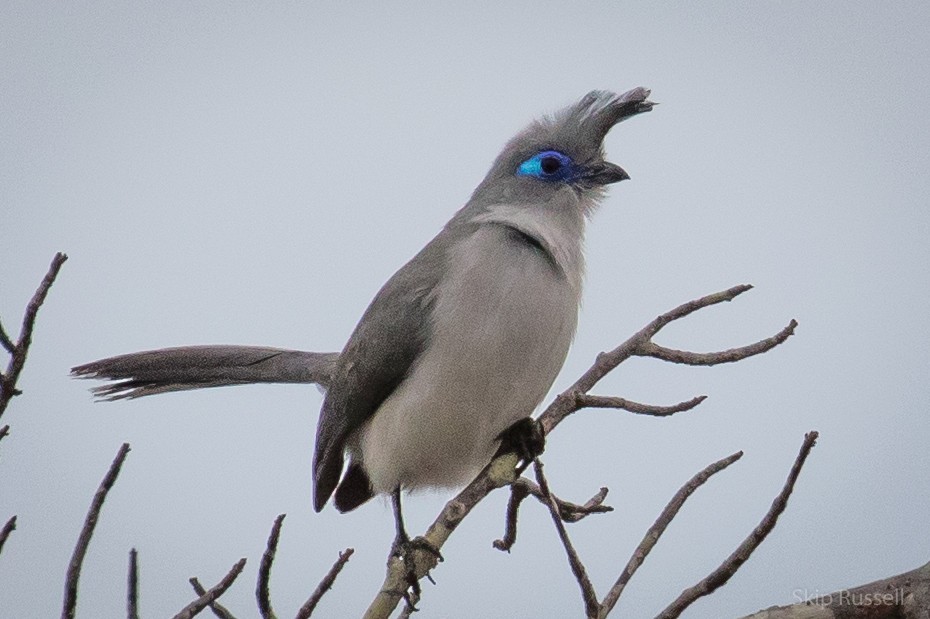 Verreaux's Coua - Skip Russell