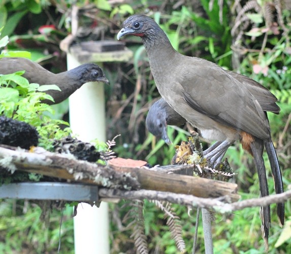 Rufous-vented Chachalaca - ML122642351