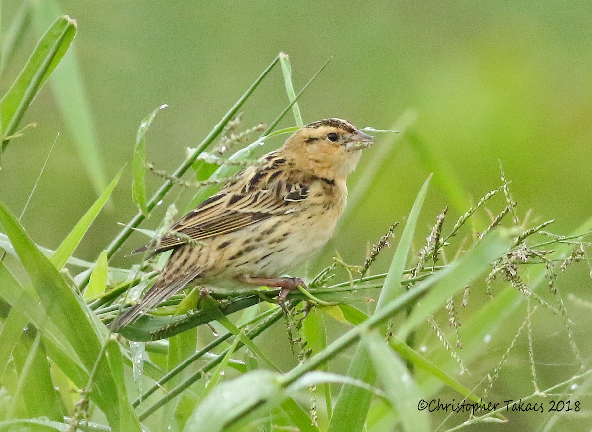 Bobolink - Christopher Takacs