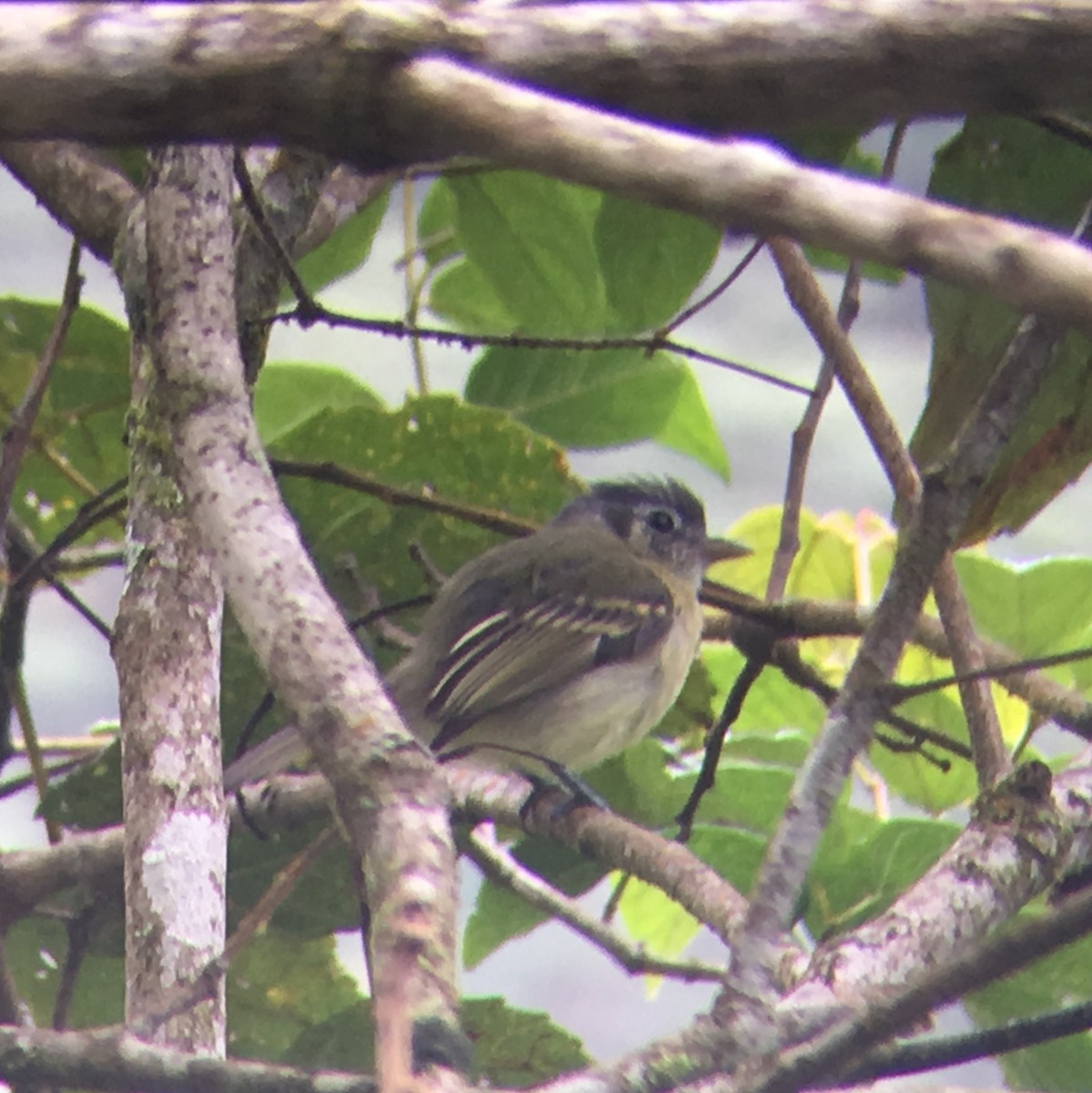 Yellow-olive Flatbill - Matt Brady