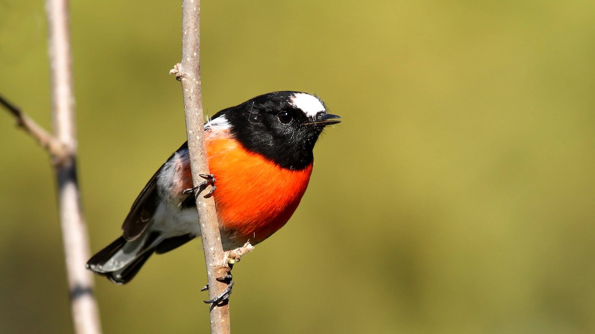 Scarlet Robin - ML122642751