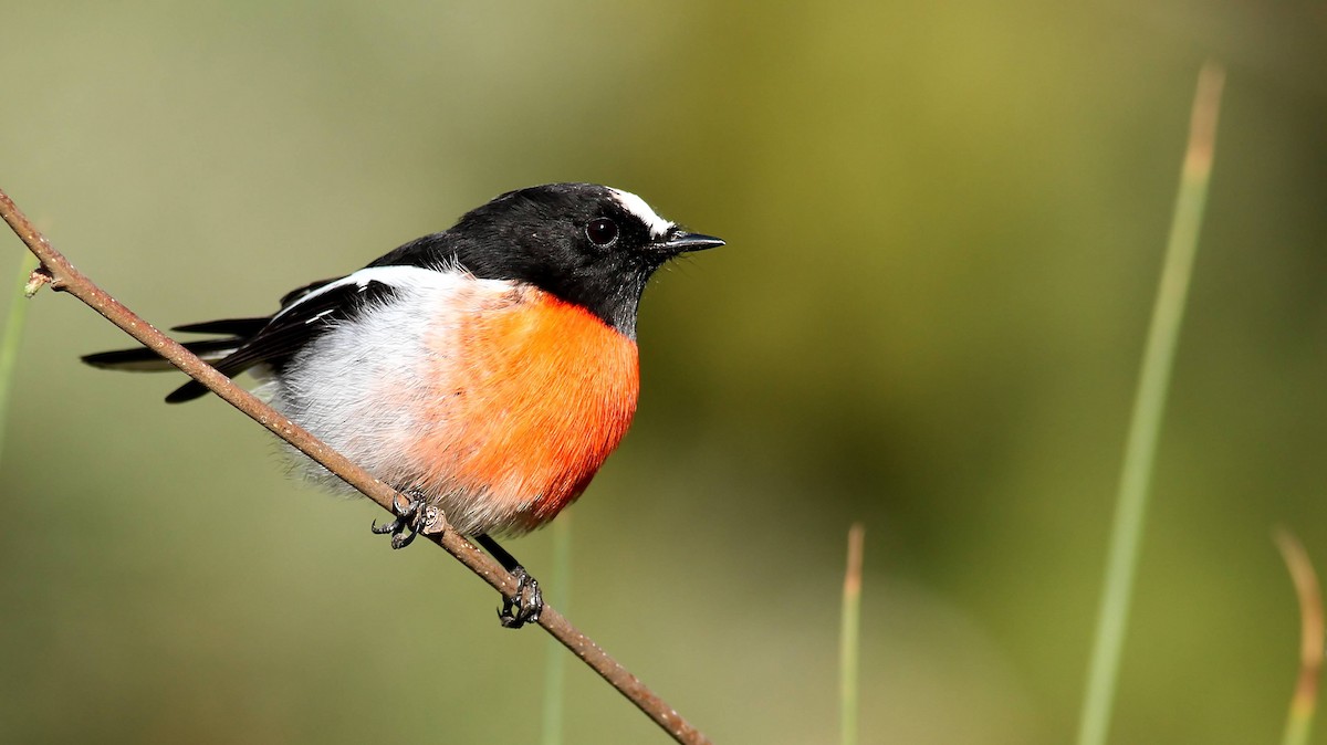 Scarlet Robin - Alan Melville