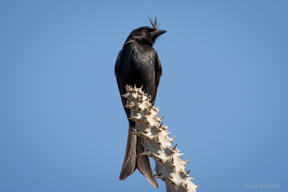 Crested Drongo (Madagascar) - Skip Russell