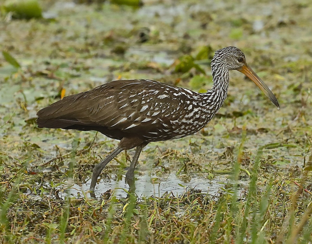 Limpkin - Charles Lyon