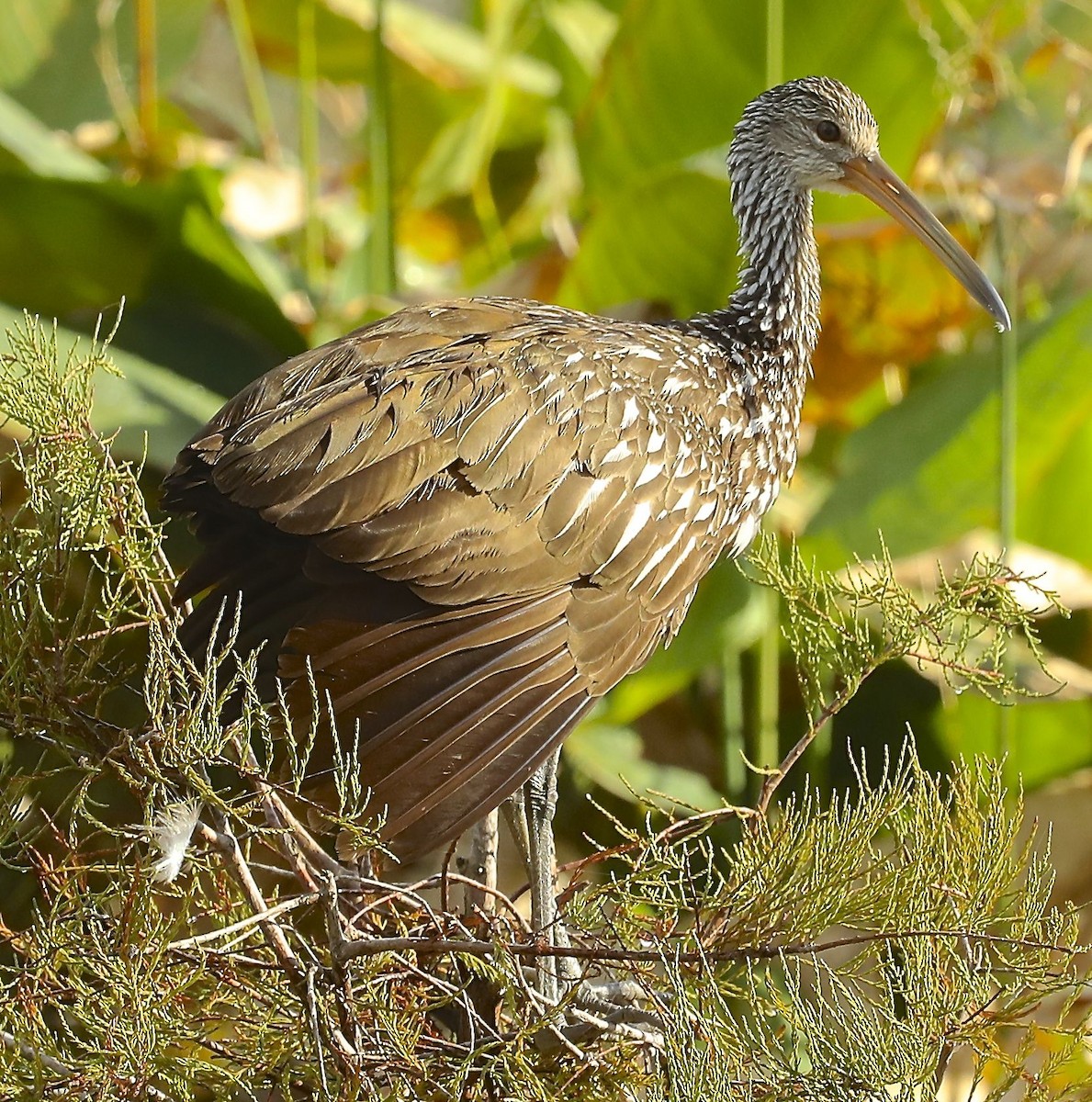 Limpkin - ML122644141