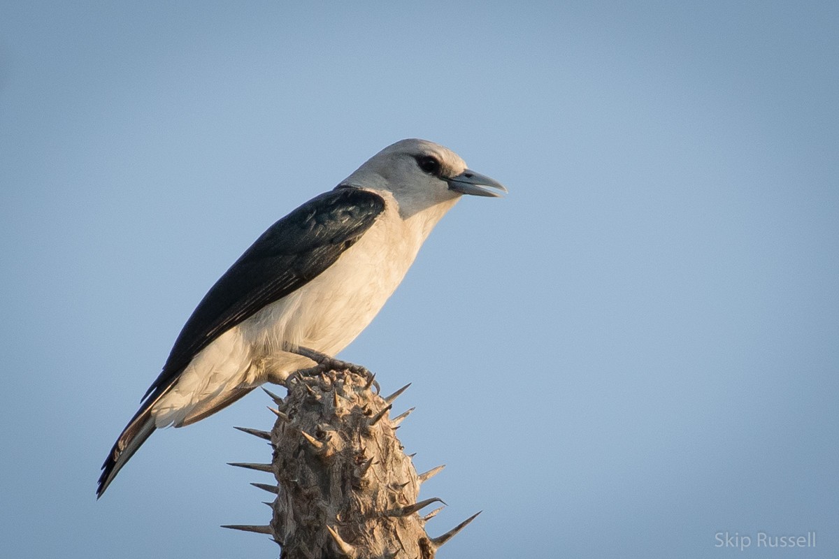 White-headed Vanga - ML122644151