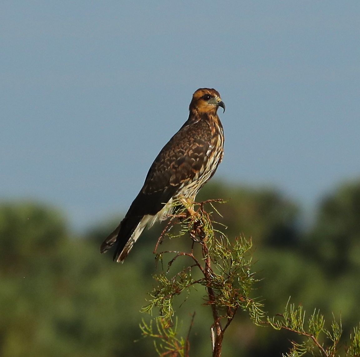 Snail Kite - ML122644821